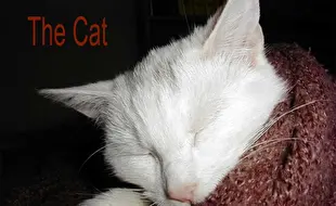 The Cat - скачать или играть онлайн - RPG Maker Union